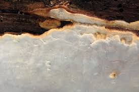 Attēlu rezultāti vaicājumam “Skeletocutis stellae”