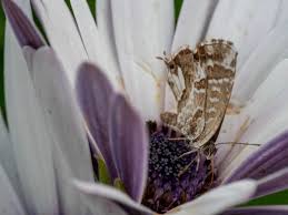 Attēlu rezultāti vaicājumam “Lycaeniinae”