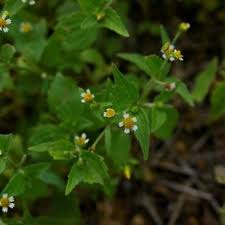 Attēlu rezultāti vaicājumam “Galinsoga quadriradiata leaf”