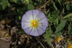 Image result for Convolvulus tricolor