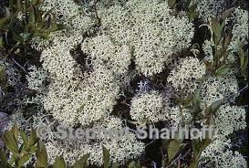 Attēlu rezultāti vaicājumam “Cladonia stellaris”