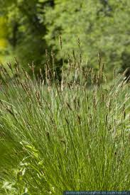 Attēlu rezultāti vaicājumam “Carex appropinquata”