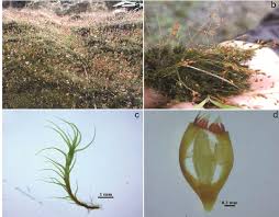 Attēlu rezultāti vaicājumam “| Dicranella”