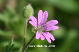 Attēlu rezultāti vaicājumam “Geranium molle flower”
