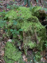 Attēlu rezultāti vaicājumam “Plagiothecium undulatum”