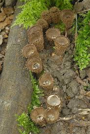 Attēlu rezultāti vaicājumam “Cyathus striatus”