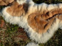 Attēlu rezultāti vaicājumam “Cylindrobasidium evolvens”