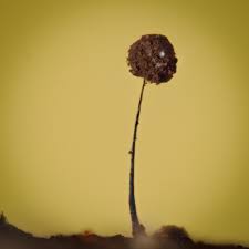 Attēlu rezultāti vaicājumam “Lycogala fuscoolearium spores”