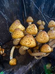 Attēlu rezultāti vaicājumam “Pholiota aurivella”