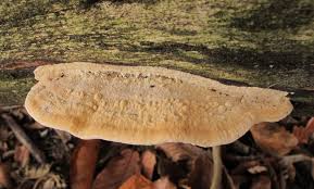 Attēlu rezultāti vaicājumam “Antrodia malicola”