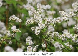 Attēlu rezultāti vaicājumam “Fagopyrum esculentum flower”