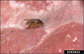 Attēlu rezultāti vaicājumam “Phoridae”