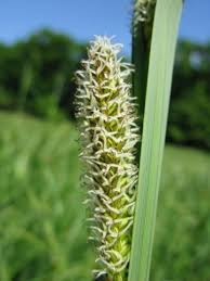 Attēlu rezultāti vaicājumam “Carex vesicaria”