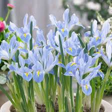 Attēlu rezultāti vaicājumam “Iris reticulata”