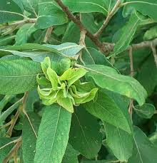 Attēlu rezultāti vaicājumam “Rhabdophaga rosaria”