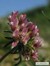 Attēlu rezultāti vaicājumam “Anthyllis maritima”