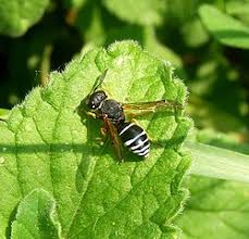 Attēlu rezultāti vaicājumam “Eumenidae”