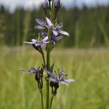 Attēlu rezultāti vaicājumam “Swertia perennis”