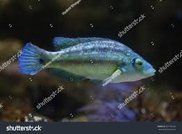 Image result for Symphodus melops