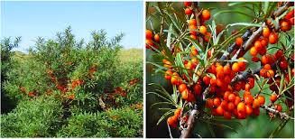 Attēlu rezultāti vaicājumam “Hippophae rhamnoides”