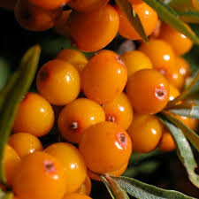 Attēlu rezultāti vaicājumam “Hippophae rhamnoides”
