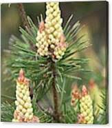 Attēlu rezultāti vaicājumam “Pinus sylvestris female flower”