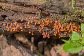 Attēlu rezultāti vaicājumam “Hemitrichia decipiens spores”