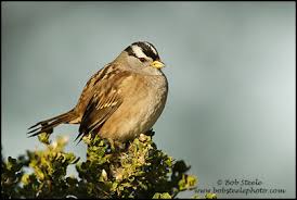 Image result for Zonotrichia leucophrys