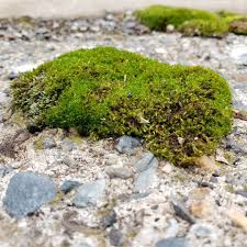 Attēlu rezultāti vaicājumam “moss”
