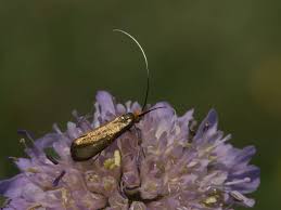 Attēlu rezultāti vaicājumam “Nemophora metallica”