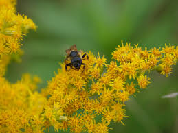 Attēlu rezultāti vaicājumam “Solidago canadensis flower”