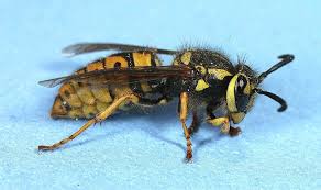 Attēlu rezultāti vaicājumam “Vespidae”