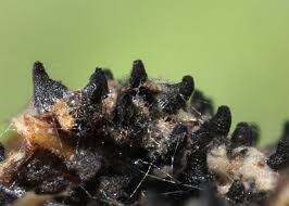 Attēlu rezultāti vaicājumam “Sordaria fimicola”