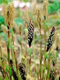 Attēlu rezultāti vaicājumam “Lycogala succineum sessile”