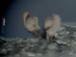 Attēlu rezultāti vaicājumam “Arcyria minuta”