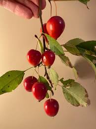 Attēlu rezultāti vaicājumam “Malus prunifolia fruit”