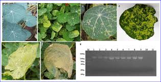 Attēlu rezultāti vaicājumam “Tropaeolum majus leaf”