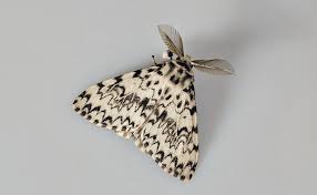 Attēlu rezultāti vaicājumam “Lymantria monacha imago”