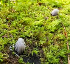 Attēlu rezultāti vaicājumam “Stemonitopsis subcaespitosa”