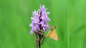 Attēlu rezultāti vaicājumam “Thymelicus sylvestris female”