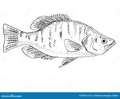 Image result for Pomoxis annularis