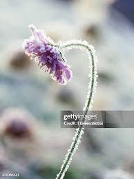 Attēlu rezultāti vaicājumam “Knautia arvensis bud”