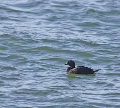 Attēlu rezultāti vaicājumam “Melanitta nigra”