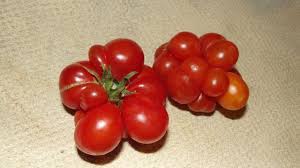 Afbeeldingsresultaat voor voyage tomato