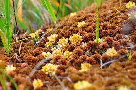 Attēlu rezultāti vaicājumam “Sphagnum fuscum”