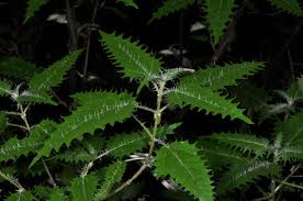 Attēlu rezultāti vaicājumam “Urticaceae”