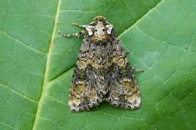 Attēlu rezultāti vaicājumam “Craniophora ligustri”