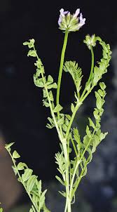 Attēlu rezultāti vaicājumam “Astragalus arenarius leaf”