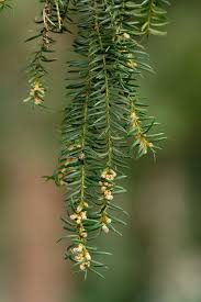 Attēlu rezultāti vaicājumam “Taxus baccata male flower”