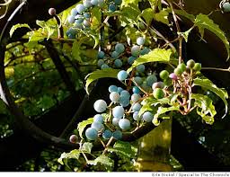 Attēlu rezultāti vaicājumam “Ampelopsis glandulosa var. brevipedunculata”